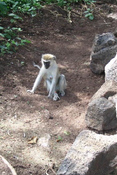 Ta małpa chyba dostaje coś od turystów za pozowanie ?