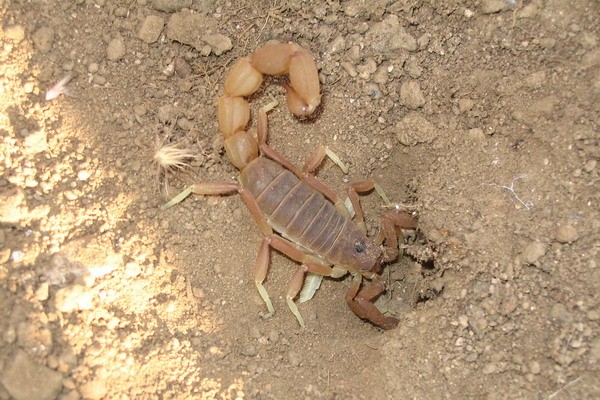Ten skorpion ukrywał się pod kamieniem.