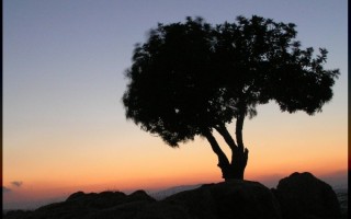  Samotne drzewo na wzgórzu Arbel

