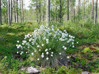 Zamias kwiatu paproci znalazłem coś innego (F. Bengt Magnusson) - Moje zdjęcia i blogi z podróży i wypraw