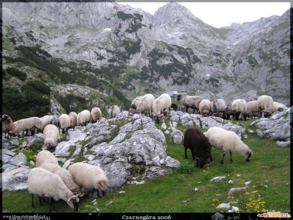 Inwazja owiec w Durmitorze
