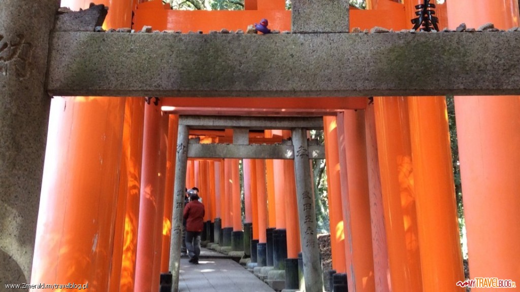 Kaczorek wśród rozliczych Tori w Świątyni Fushimi Inari