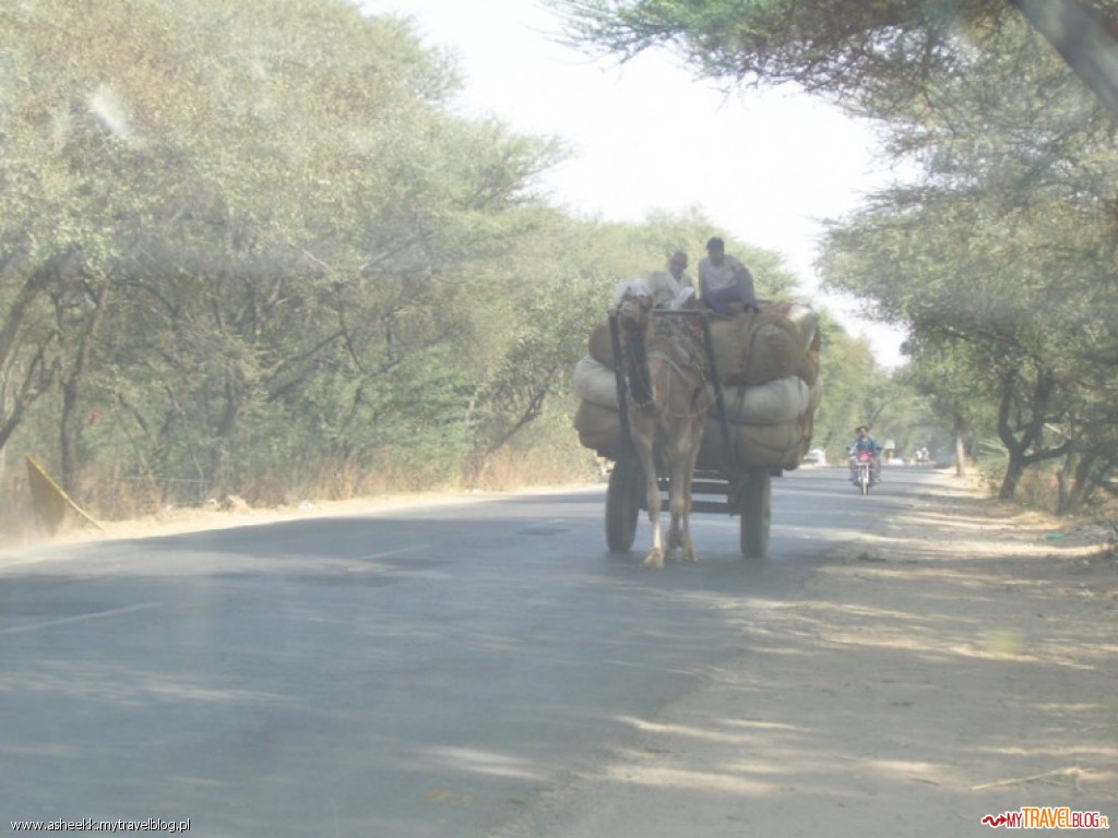 Pierwszy wielbłąd w drodze do Mandawy