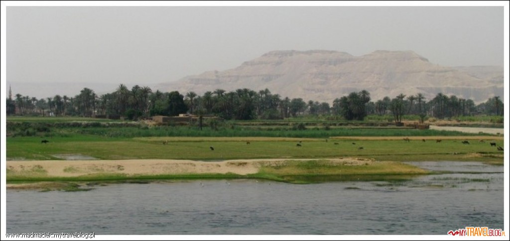 Podpatrzone na Nilu