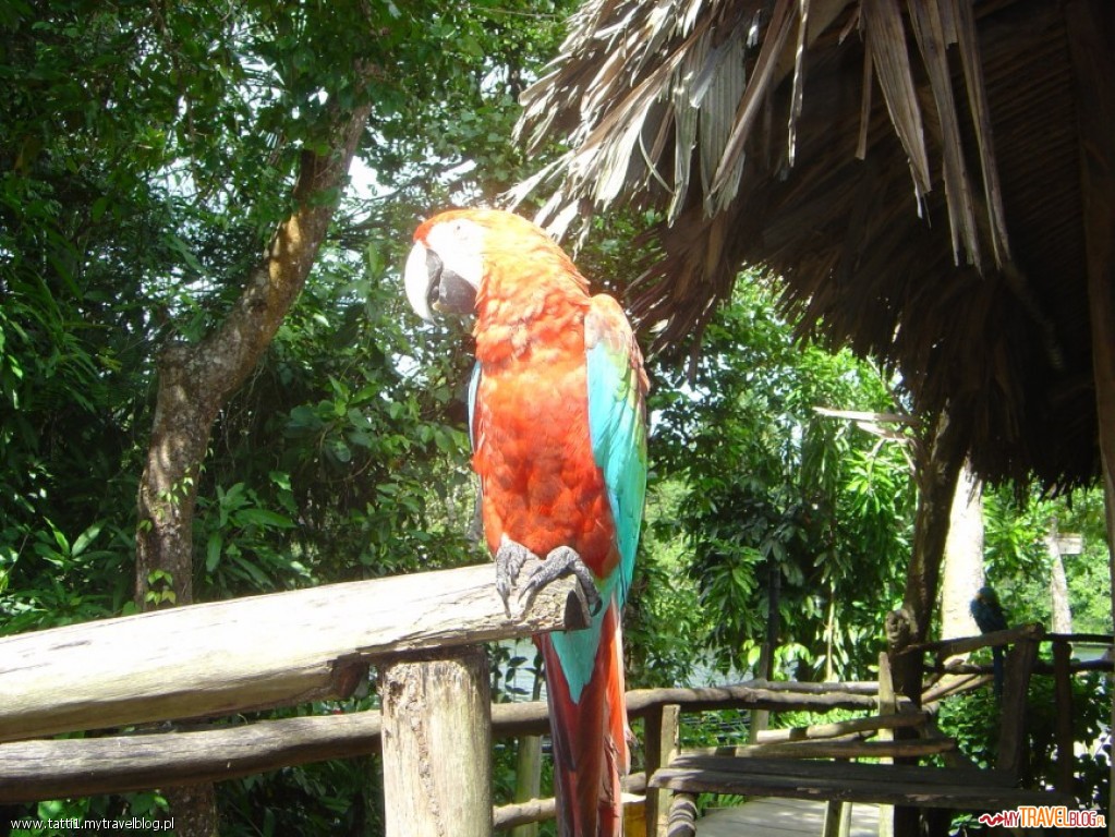 papugi byly malo zainteresowane turystami
