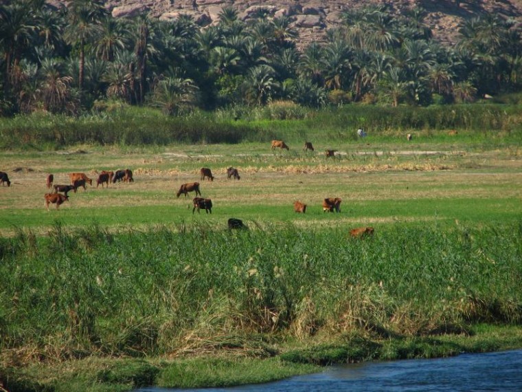 Żyzne pola u brzegu Nilu