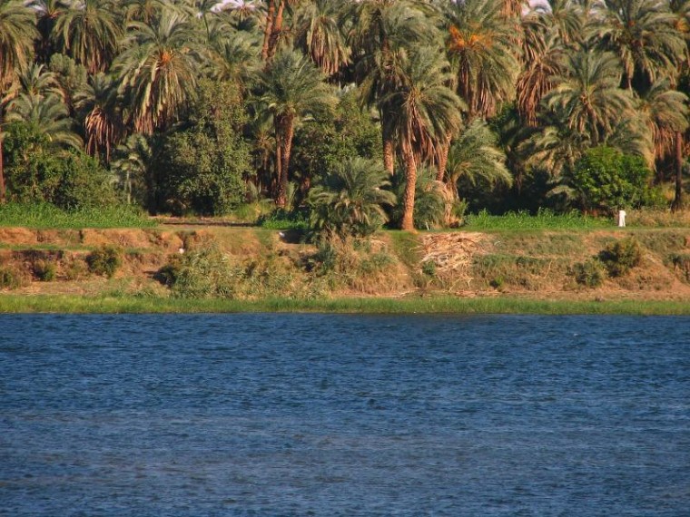 Bujna roślinność na brzegu życiodajnego Nilu