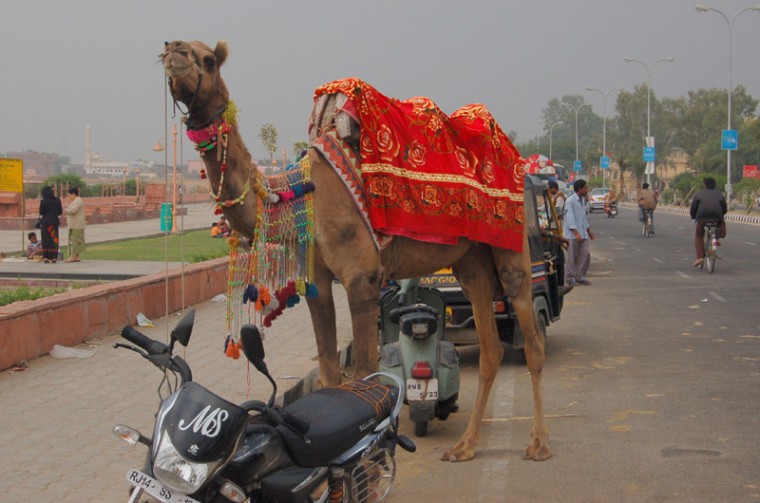Parking dla wielbłądów w Jaipurze