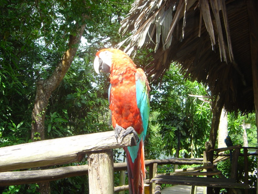 papugi byly malo zainteresowane turystami
