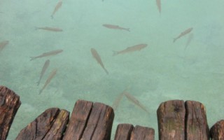  Mostki, turkusowa woda i ryby - oto Plitvice