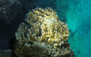  Rafa koralowa