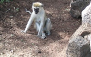  Ta małpa chyba dostaje coś od turystów za pozowanie ?