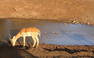  Antylopy impala można łatwo spotkać przy wodopoju.