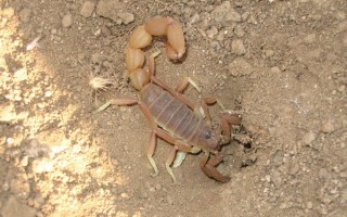  Ten skorpion ukrywał się pod kamieniem.