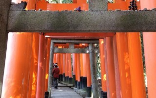  Kaczorek wśród rozliczych Tori w Świątyni Fushimi Inari