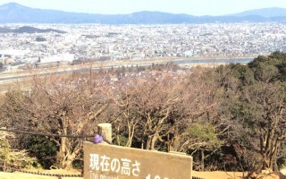  Kaczorek podziwia panoramę Kyoto