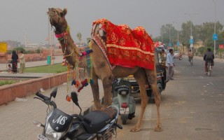  Parking dla wielbłądów w Jaipurze