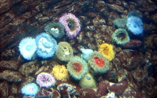  Oceanarium w Lizbonie- akwarium z koralowcami