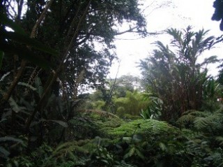 Rain Forest - Moje zdjęcia i blogi z podróży i wypraw