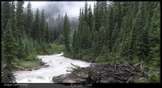 Lasy Gór Skalistych - Moje zdjęcia i blogi z podróży i wypraw