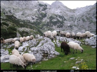 Inwazja owiec w Durmitorze - Moje zdjęcia i blogi z podróży i wypraw