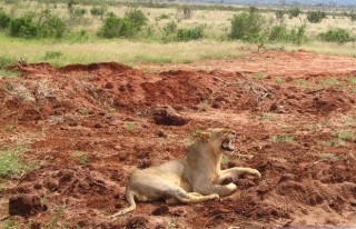 Z okien mikrobusów nawet lwy nie wyglądają groźnie. - Moje zdjęcia i blogi z podróży i wypraw