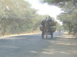 Pierwszy wielbłąd w drodze do Mandawy - Moje zdjęcia i blogi z podróży i wypraw