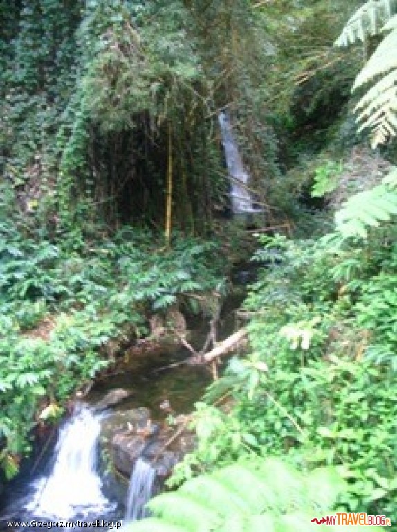 Rain Forest 2