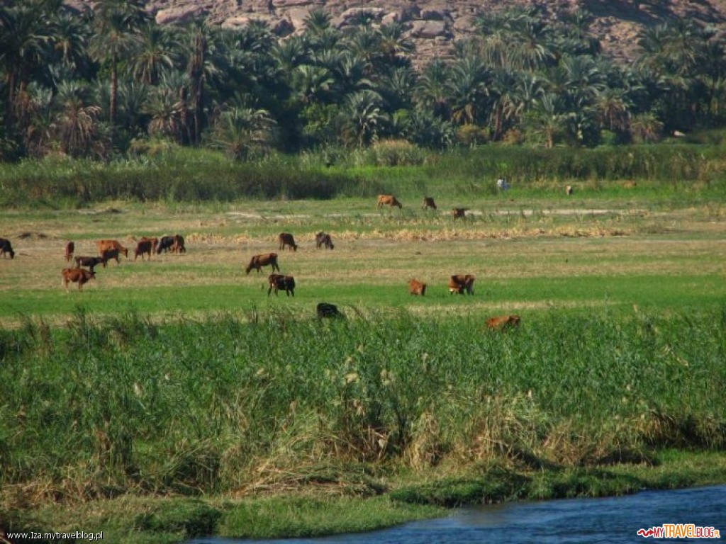 Żyzne pola u brzegu Nilu