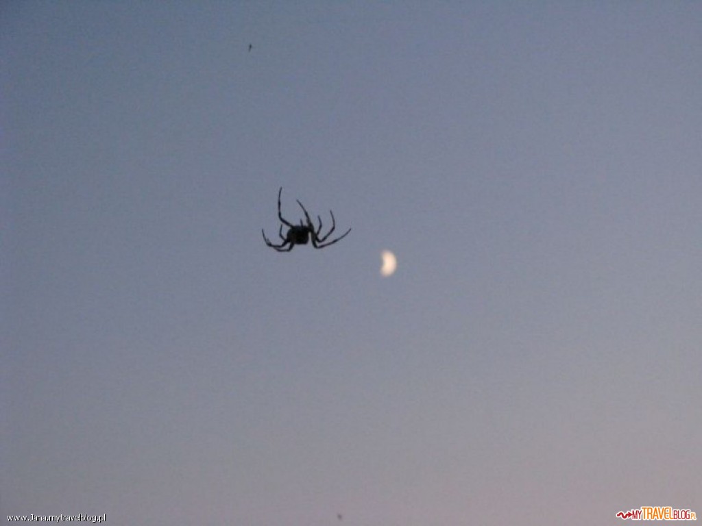 chorwacki pająk atakujący księżyc