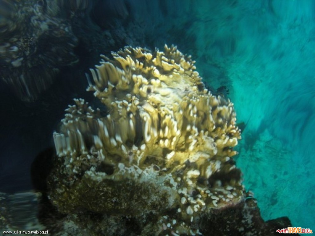 Rafa koralowa