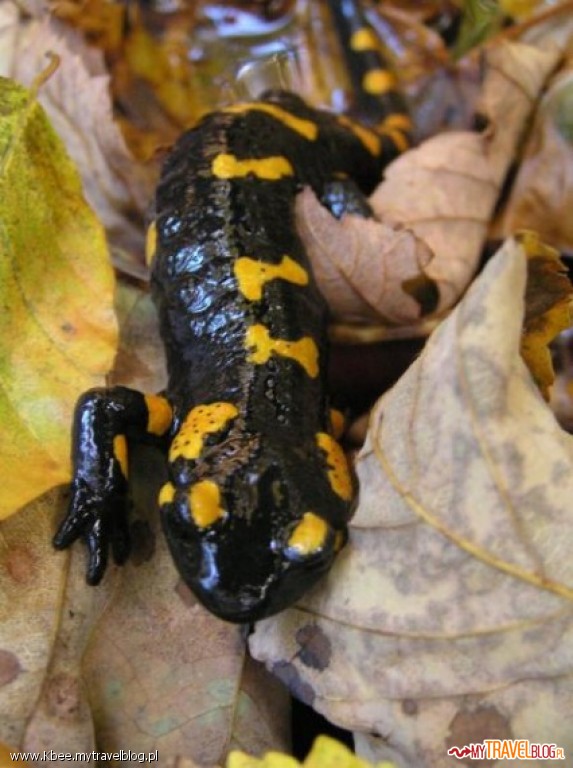 Salamandra