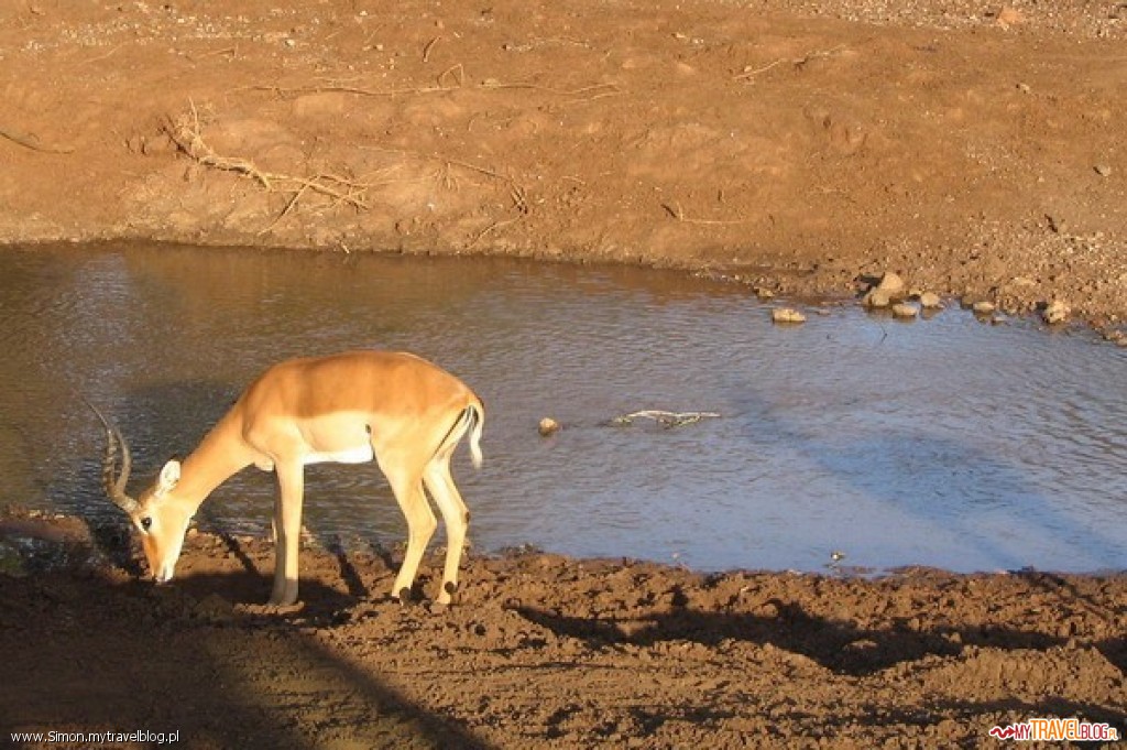 Antylopy impala można łatwo spotkać przy wodopoju.
