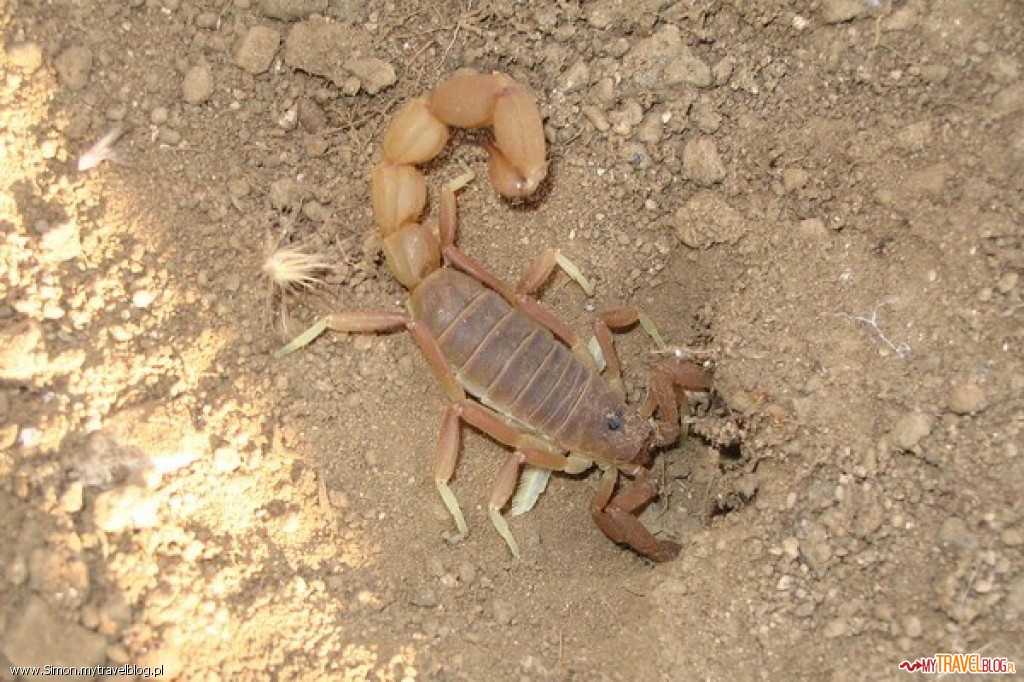 Ten skorpion ukrywał się pod kamieniem.