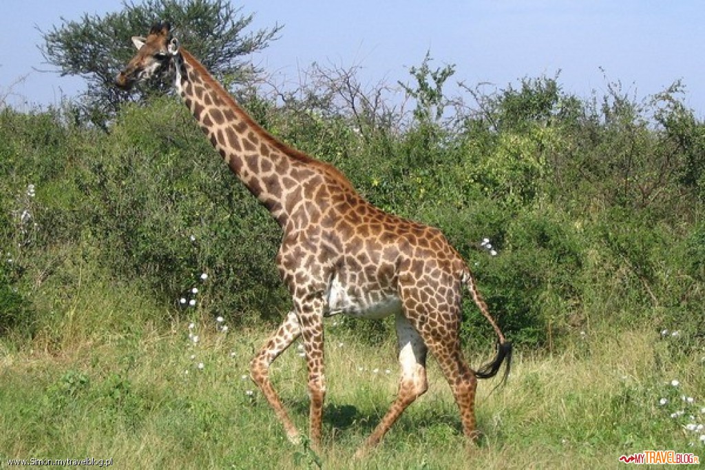 Żyrafy na wolności wyglądają niesamowicie, zwłaszcza jak biegną.