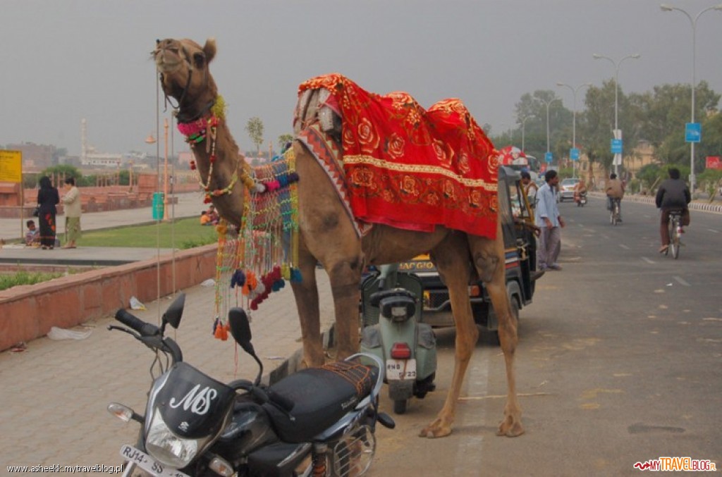 Parking dla wielbłądów w Jaipurze