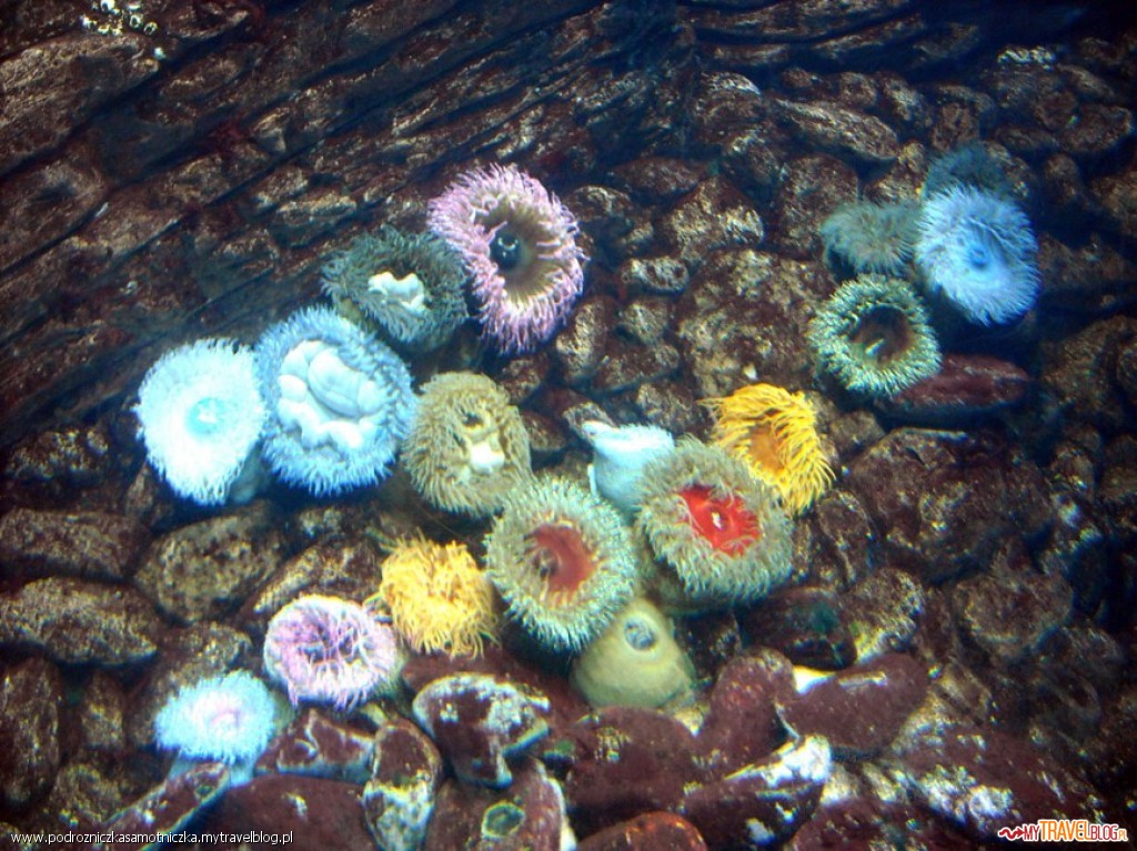 Oceanarium w Lizbonie- akwarium z koralowcami